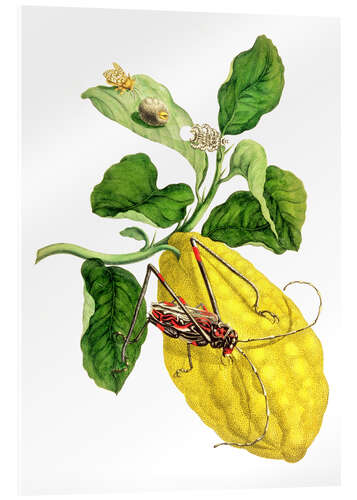 Obraz na szkle akrylowym Citrus medica and longhorn beetles