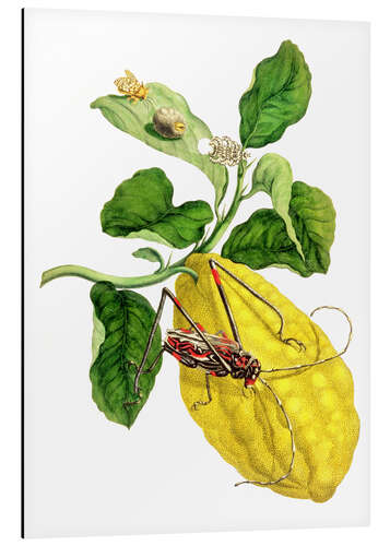 Aluminiumsbilde Citrus medica and longhorn beetles