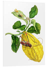 Foam board print Citrus medica and longhorn beetles