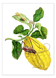 Poster Citrus medica and longhorn beetles - Maria Sibylla Merian
