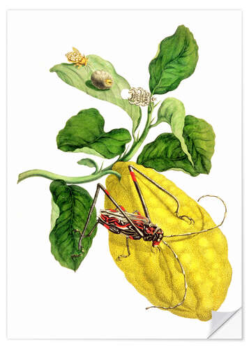 Selvklebende plakat Citrus medica and longhorn beetles