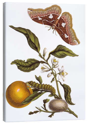 Canvas print Orange and moths