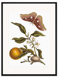 Gerahmter Kunstdruck Orange und Nachtfalter 