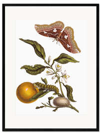 Framed art print Orange and moths