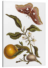 Magnettafel Orange und Nachtfalter 