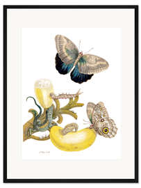 Gerahmter Kunstdruck Bananenfrucht &amp; Bananenfalter 