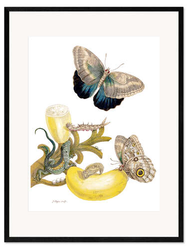 Impression artistique encadrée Banana fruit and Caligo