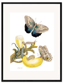 Impression artistique encadrée Banana fruit and Caligo