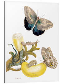 Magnettafel Bananenfrucht &amp; Bananenfalter 