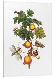 Tableau en aluminium Métamorphose des insectes du Suriname, Planche XXVII, Musa paradisiaca