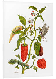 Aluminium print Peppers and insects