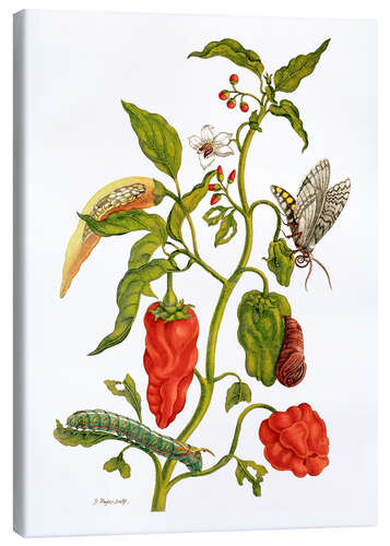 Canvas print Peppers and insects