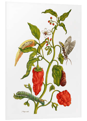 Foam board print Peppers and insects