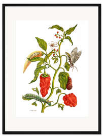 Gerahmter Kunstdruck Paprika und Schwärmer