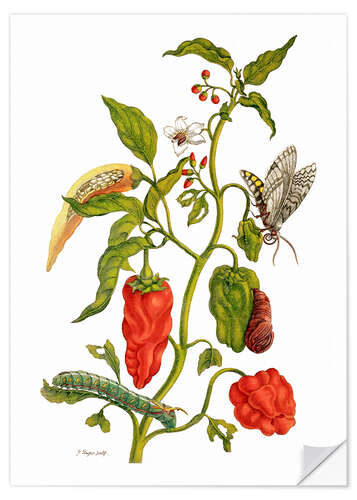 Sisustustarra Peppers and insects