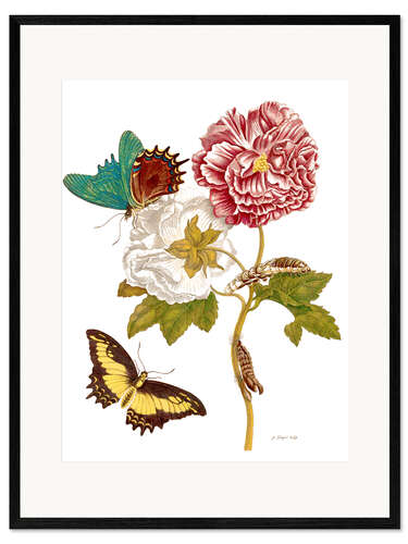 Kehystetty taidepainatus Roses with Lepidoptera Metamorphosis