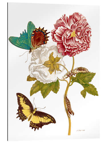 Galleriprint Roses with Lepidoptera Metamorphosis