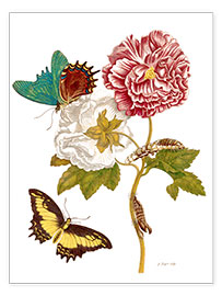 Poster  Rosen mit Lepidoptera Metamorphose - Maria Sibylla Merian