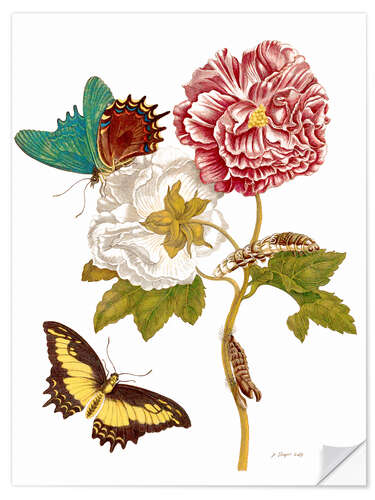 Wall sticker Roses with Lepidoptera Metamorphosis