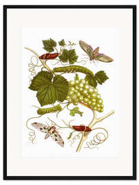 Gerahmter Kunstdruck Weinrebe und Nachtfalter