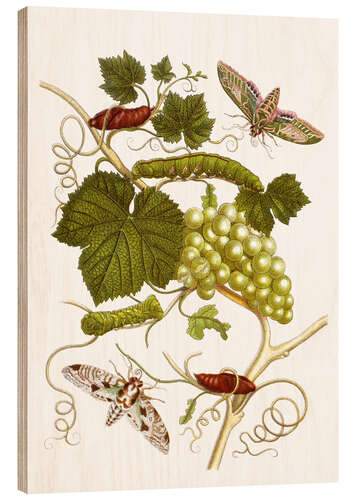 Wood print Vine and moths