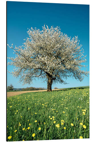 Aluminium print Blossoming cherry tree in spring on green field with blue sky