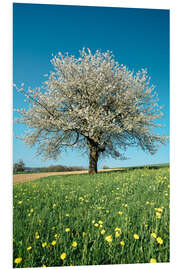 Foam board print Blossoming cherry tree in spring on green field with blue sky