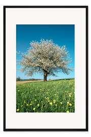 Gerahmter Kunstdruck Blühender Baum im Frühling auf grüner Wiese
