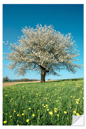 Sticker mural Blossoming cherry tree in spring on green field with blue sky