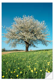 Muursticker Blossoming cherry tree in spring on green field with blue sky