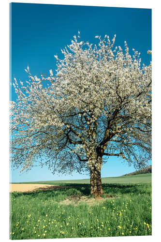 Akryylilasitaulu Blossoming cherry tree in spring on green field with blue sky