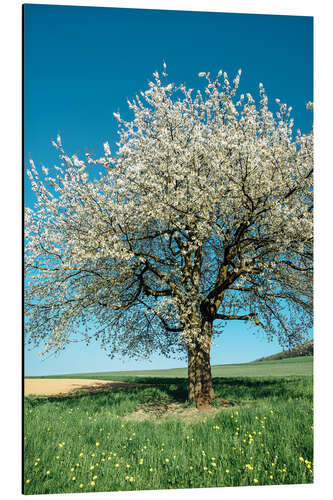 Aluminium print Blossoming cherry tree in spring on green field with blue sky
