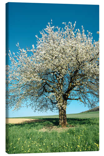 Quadro em tela Blossoming cherry tree in spring on green field with blue sky