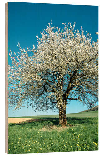 Obraz na drewnie Blossoming cherry tree in spring on green field with blue sky