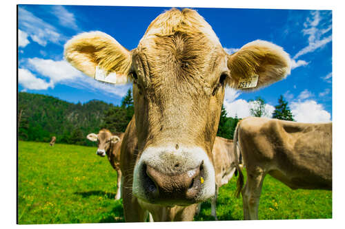 Aluminium print Funny Cow