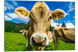 Gallery print Funny Cow