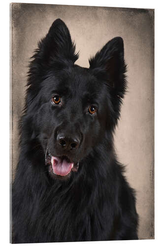 Obraz na szkle akrylowym German Shepherd 1