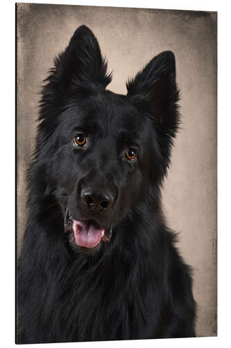 Aluminium print German Shepherd 1