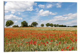 Cuadro de aluminio poppy flower