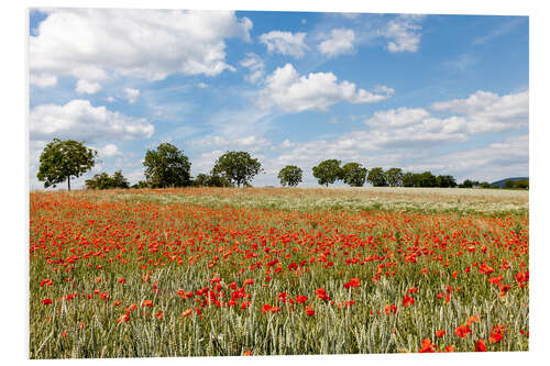 Foam board print poppy flower