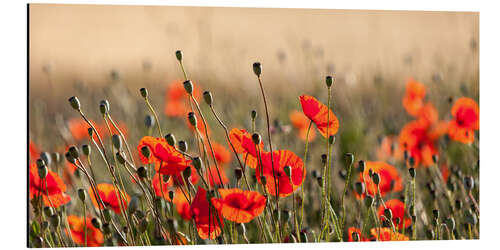 Aluminiumsbilde Poppies in the morning light