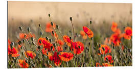 Cuadro de aluminio Poppies in the morning light