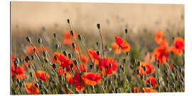 Galleriprint Poppies in the morning light