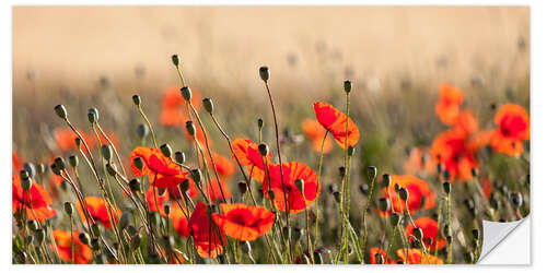 Sticker mural Poppies in the morning light