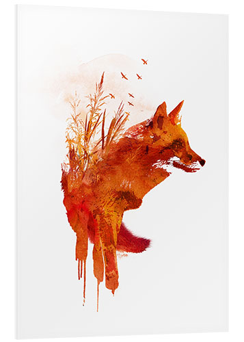 Foam board print Fox from Lake Balaton