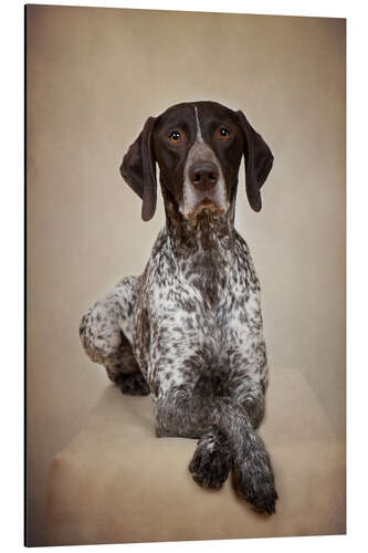 Tableau en aluminium German shorthaired pointer I