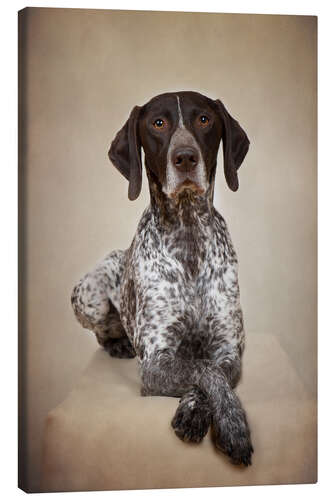 Quadro em tela German shorthaired pointer I