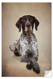 Wall sticker German shorthaired pointer I