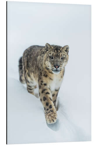 Aluminium print Snow Leopard in deep snow