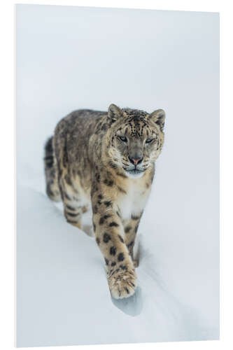 Bilde på skumplate Snow Leopard in deep snow